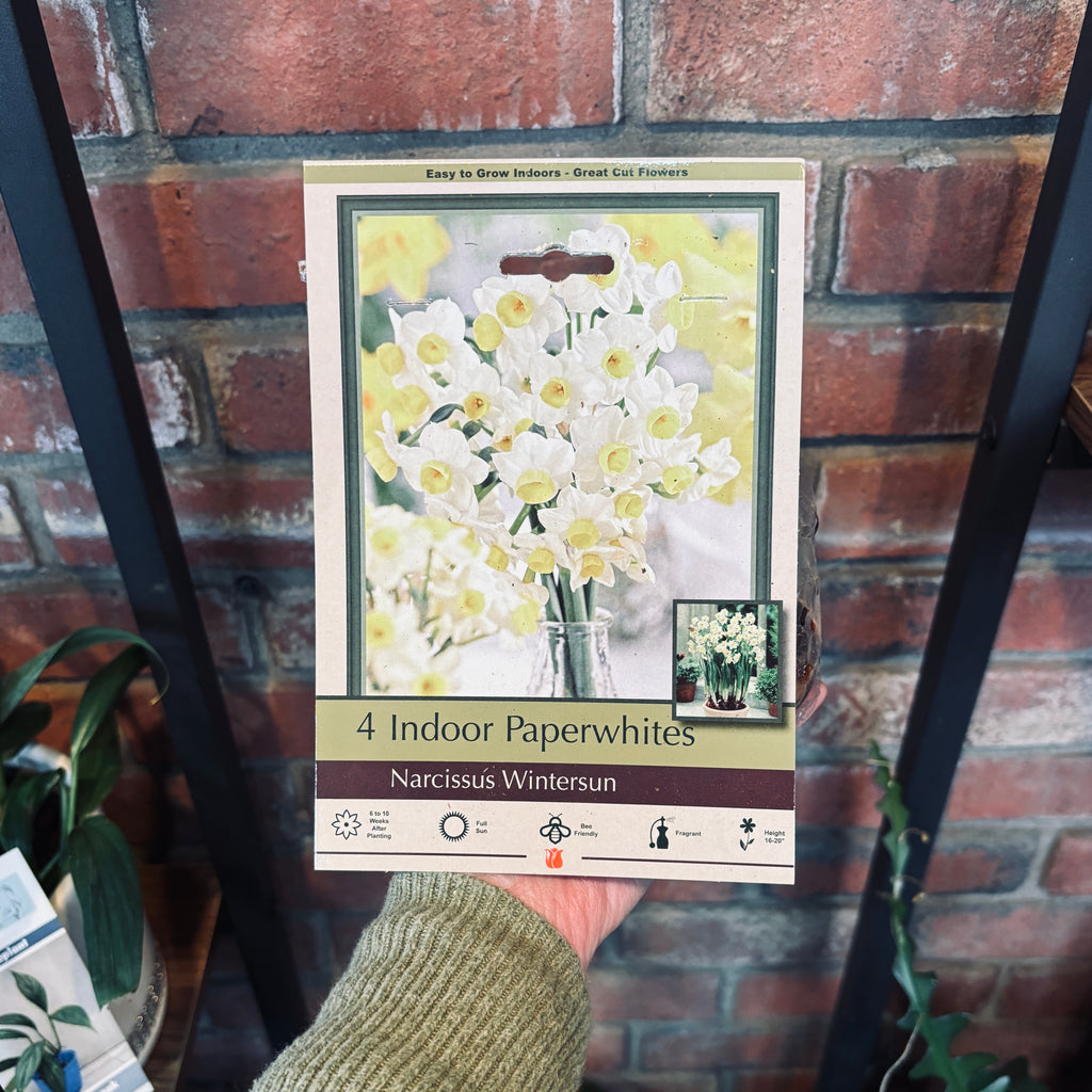 Indoor Paperwhites - Wintersun