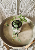 Peperomia Puteolata