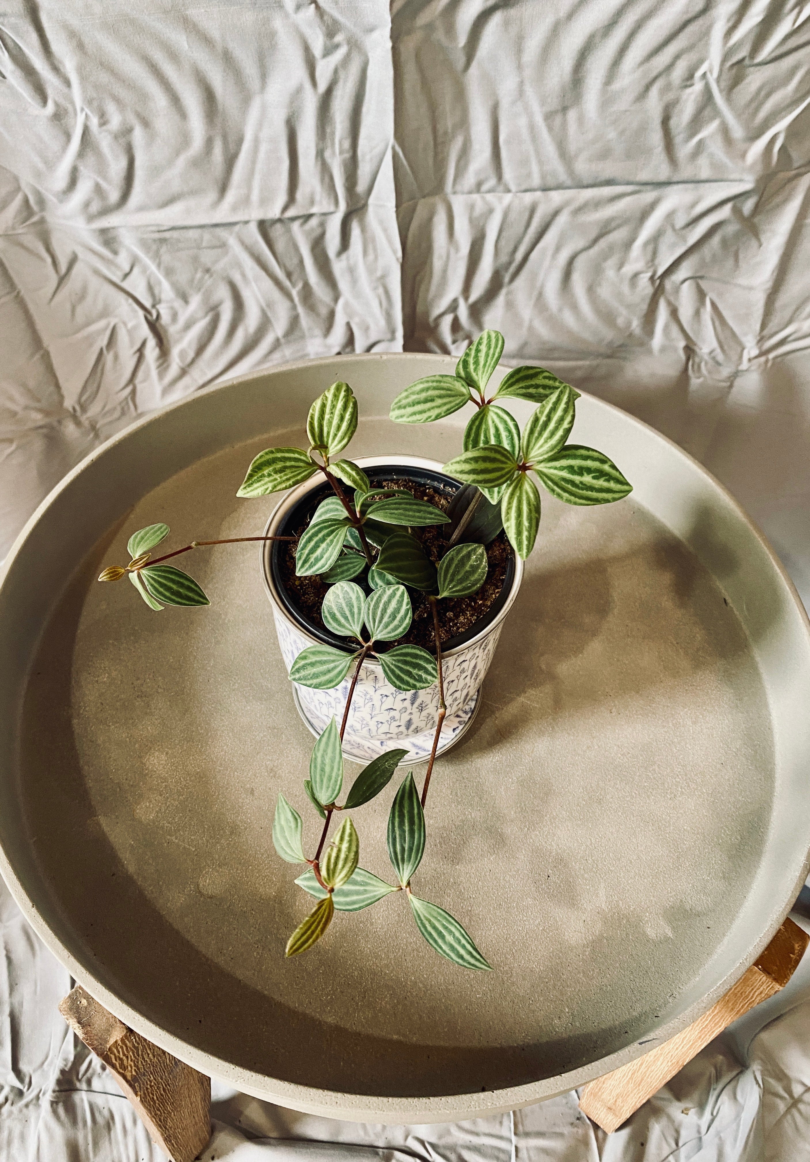 Peperomia Puteolata