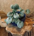 Peperomia Piccolo Banda