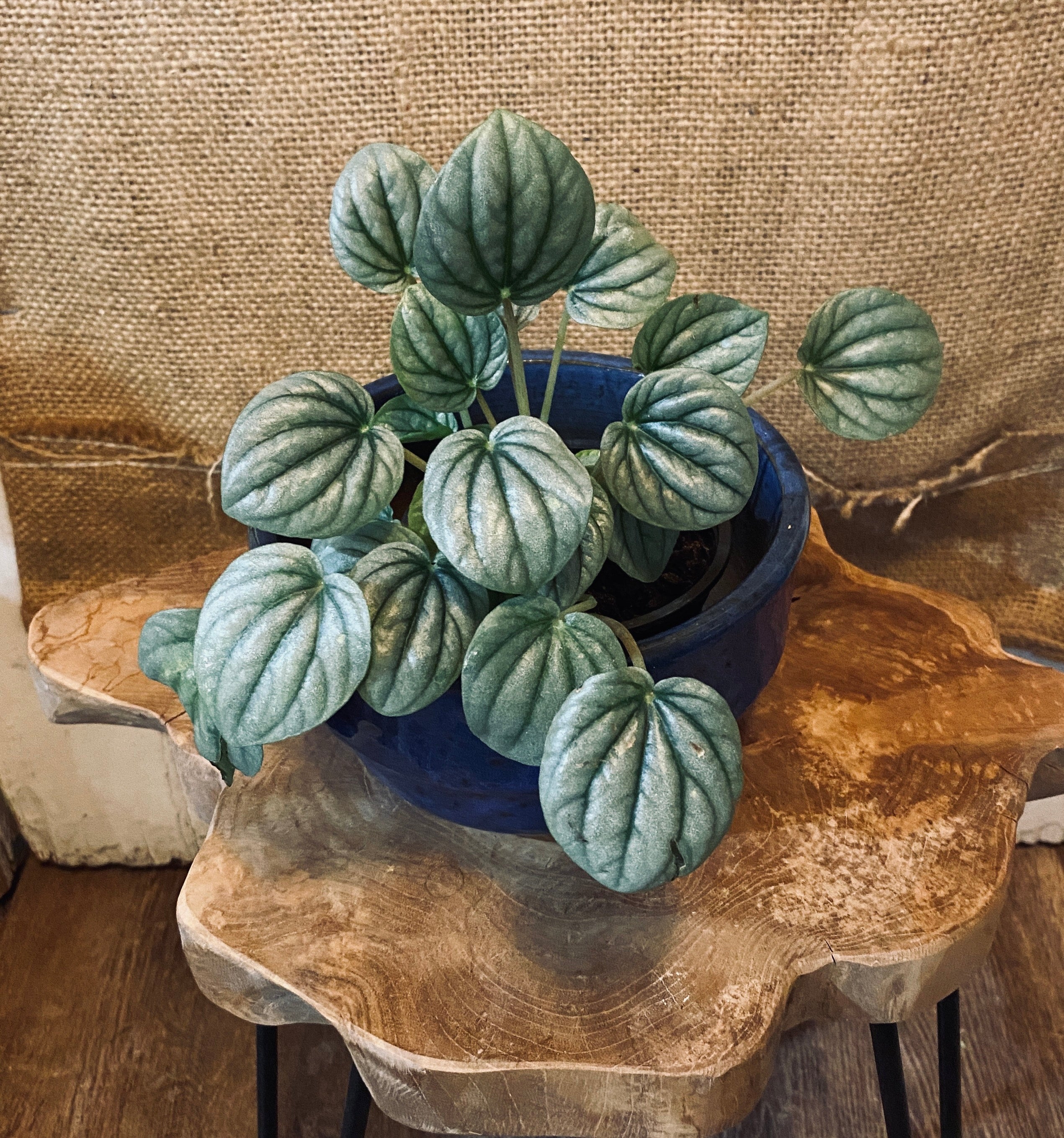Peperomia Piccolo Banda