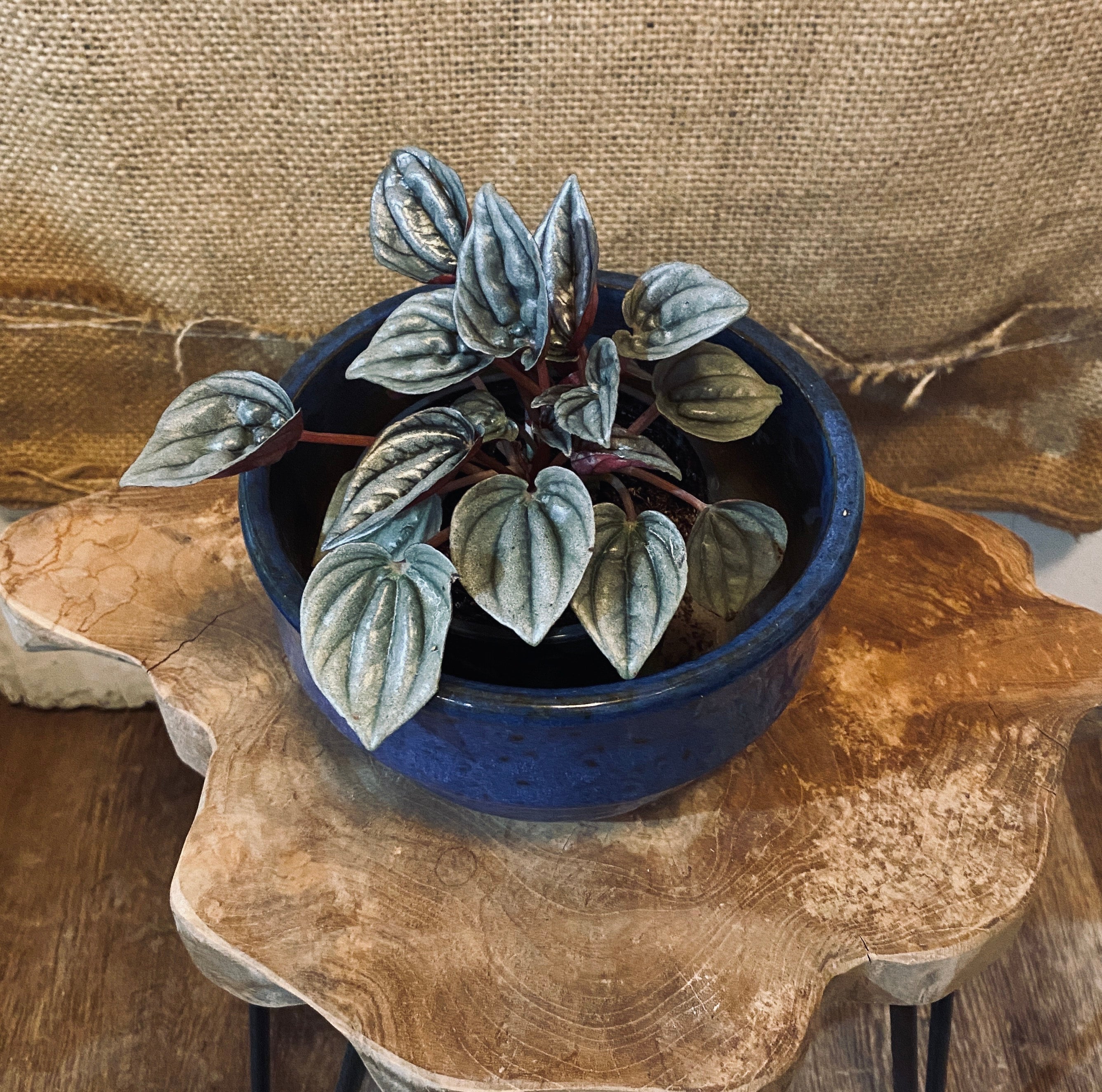 Peperomia Napoli Nights