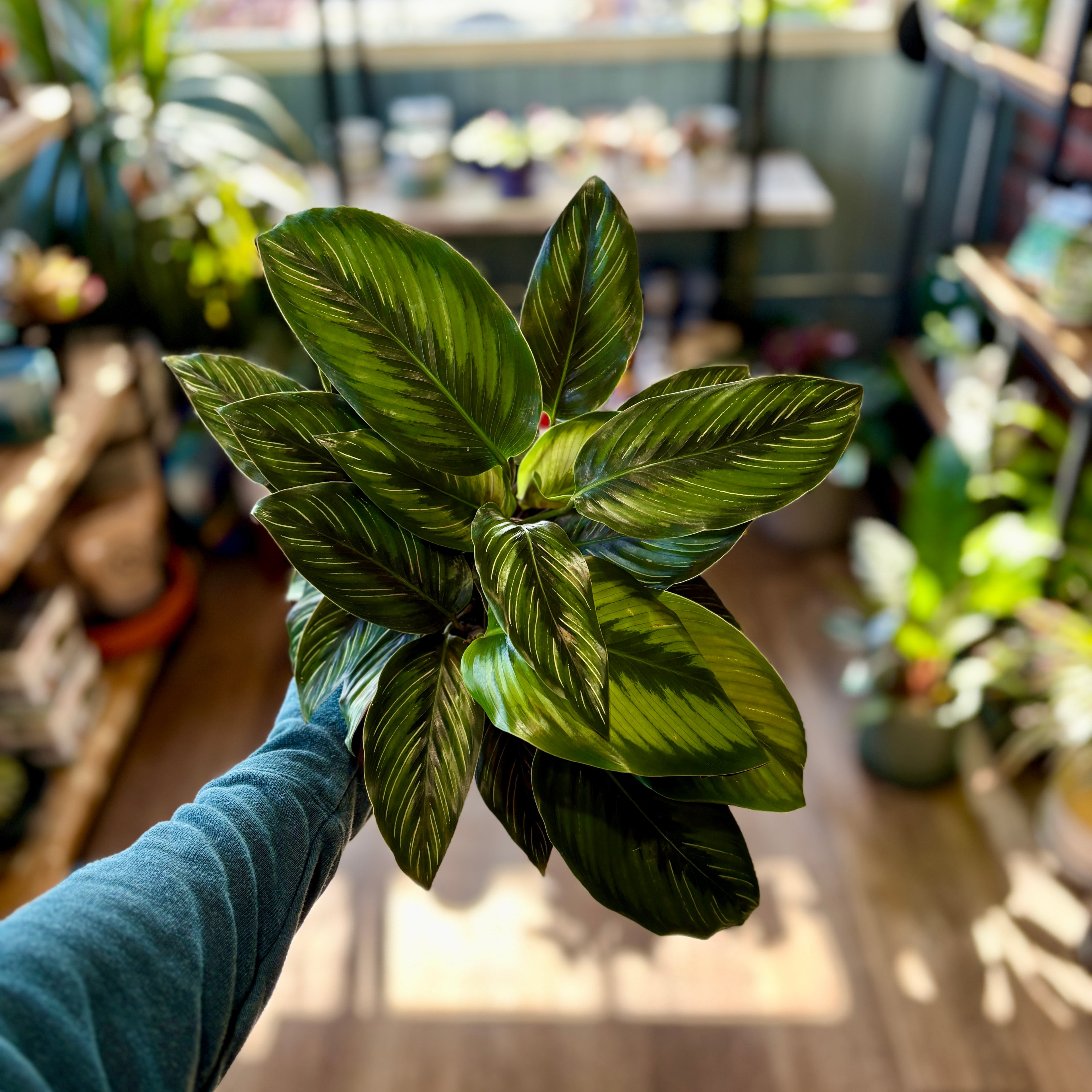 Calathea 'Beauty Star' 6" - 6"