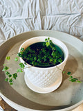 Ficus Pumila 'Quercifolia' - Mini Oakleaf Creeping Fig