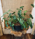 Paisley Potted Houseplant