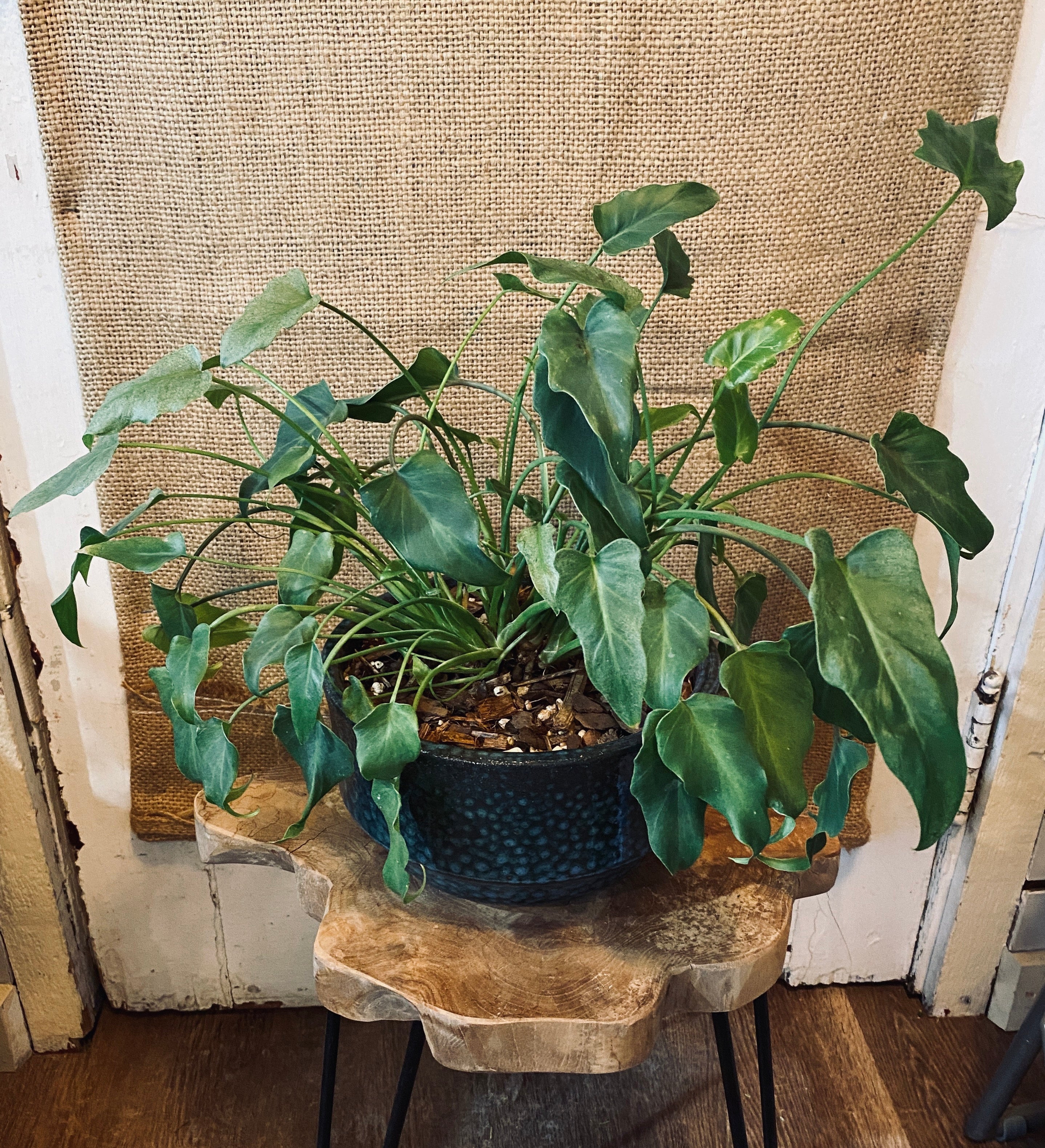 Paisley Potted Houseplant