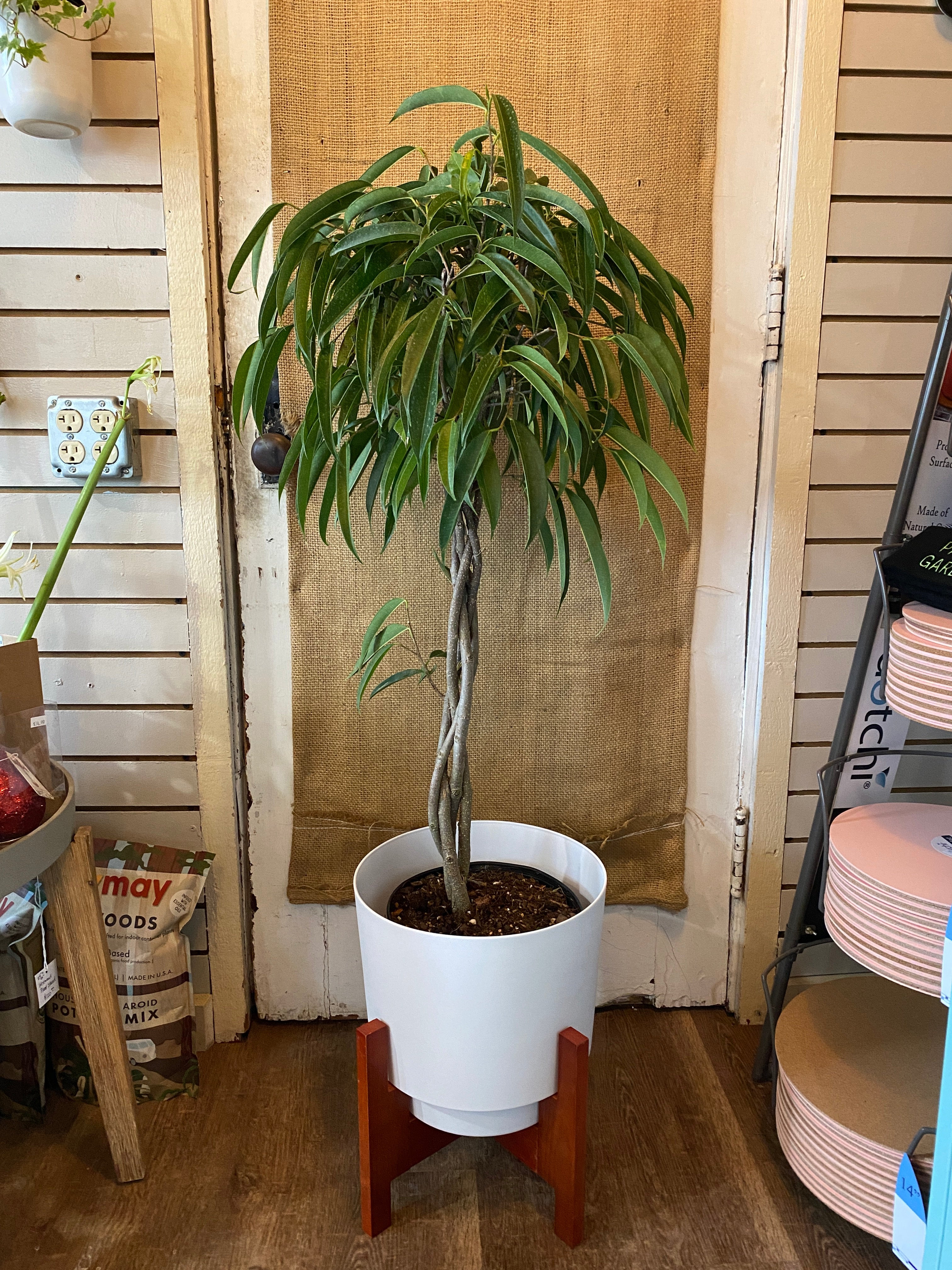 Ficus Ali Braided Tree 10"