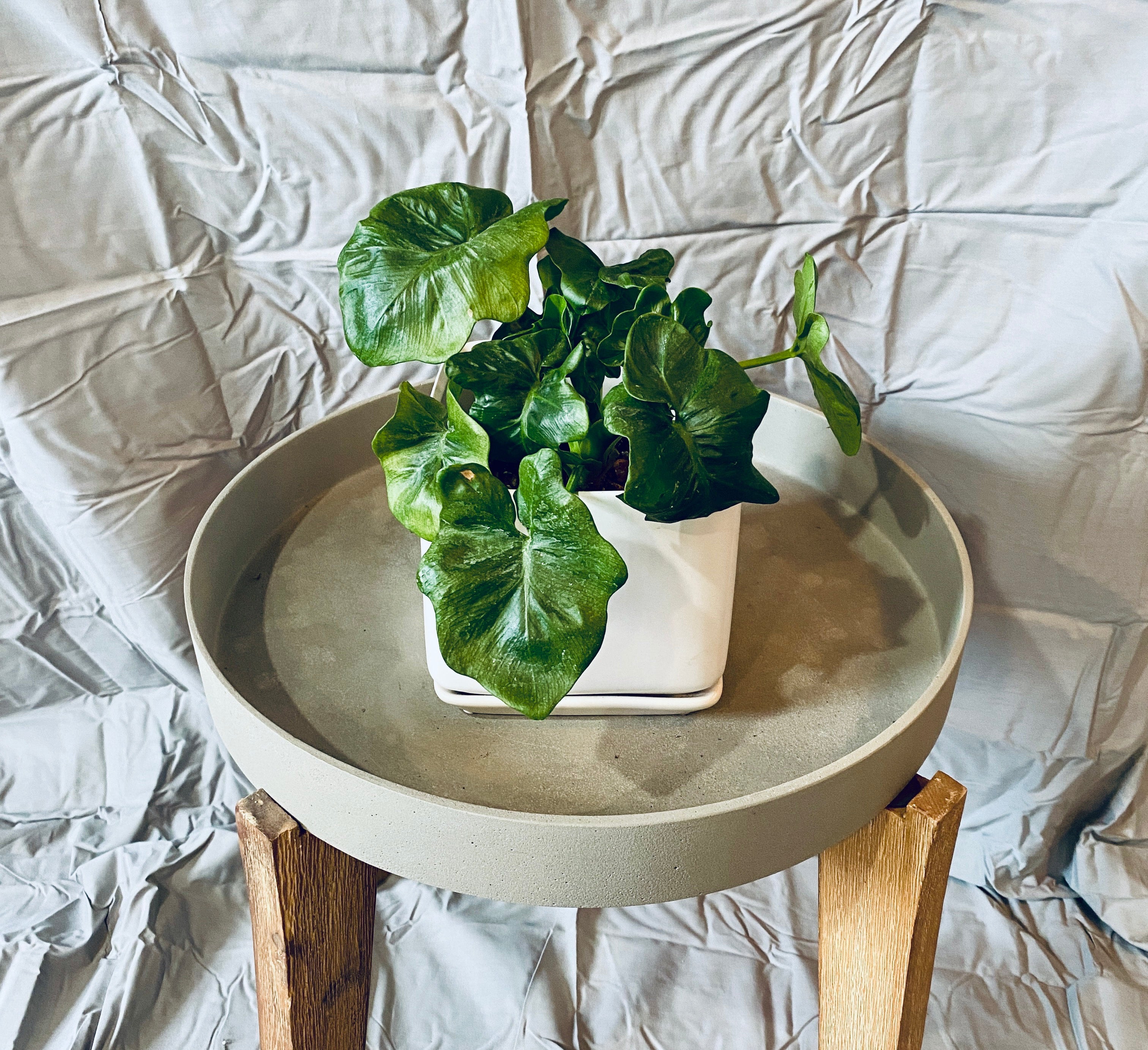 Philodendron 'Atom'