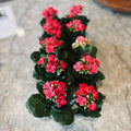 Kalanchoe