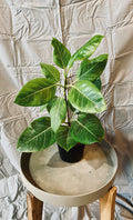 Ficus 'Yellow Gem' Tree 10"