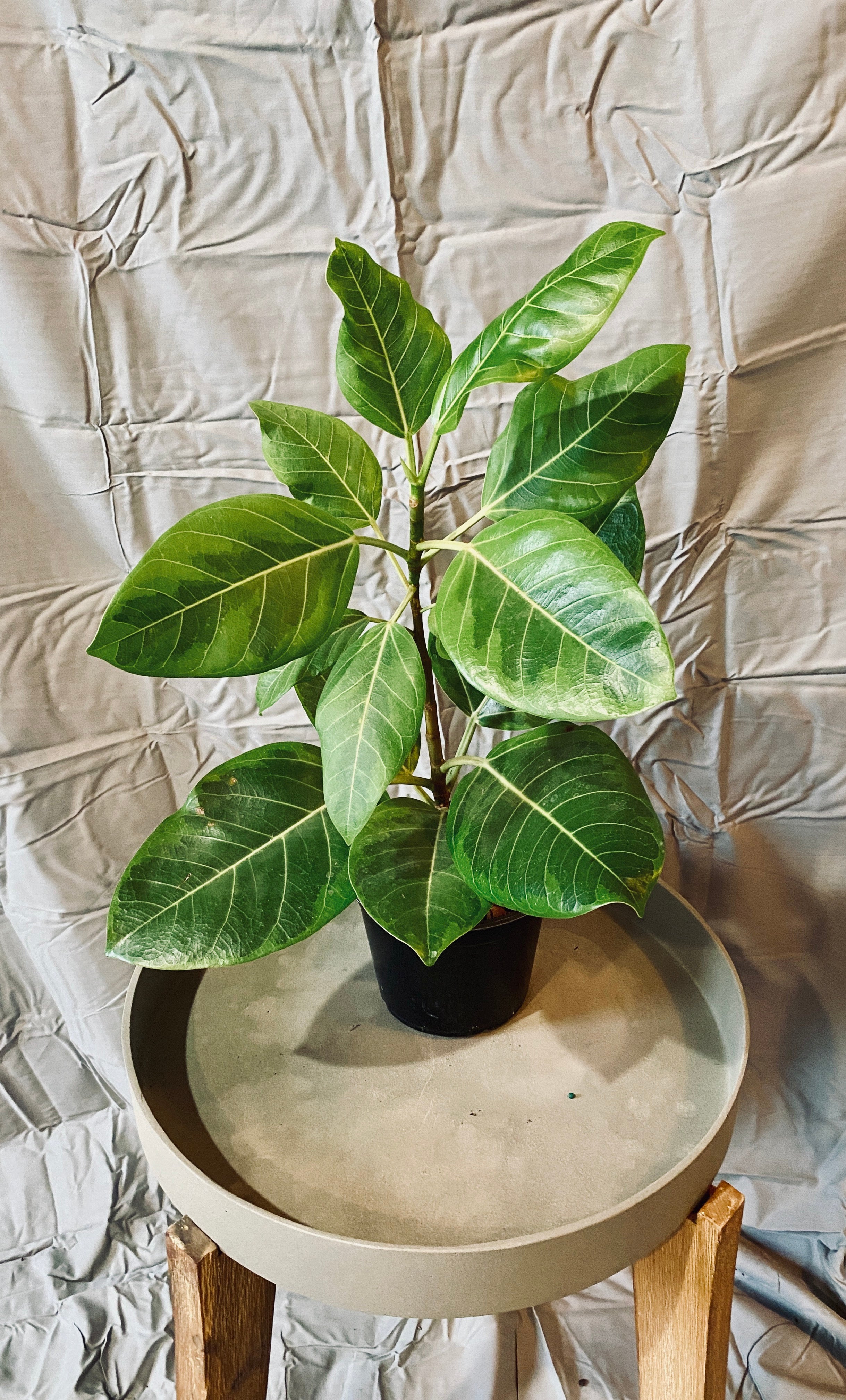 Ficus 'Yellow Gem' Tree 10"