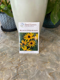 Black-Eyed Susan