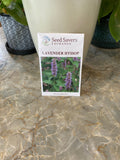 Lavender Hyssop Agastache Foeniculum