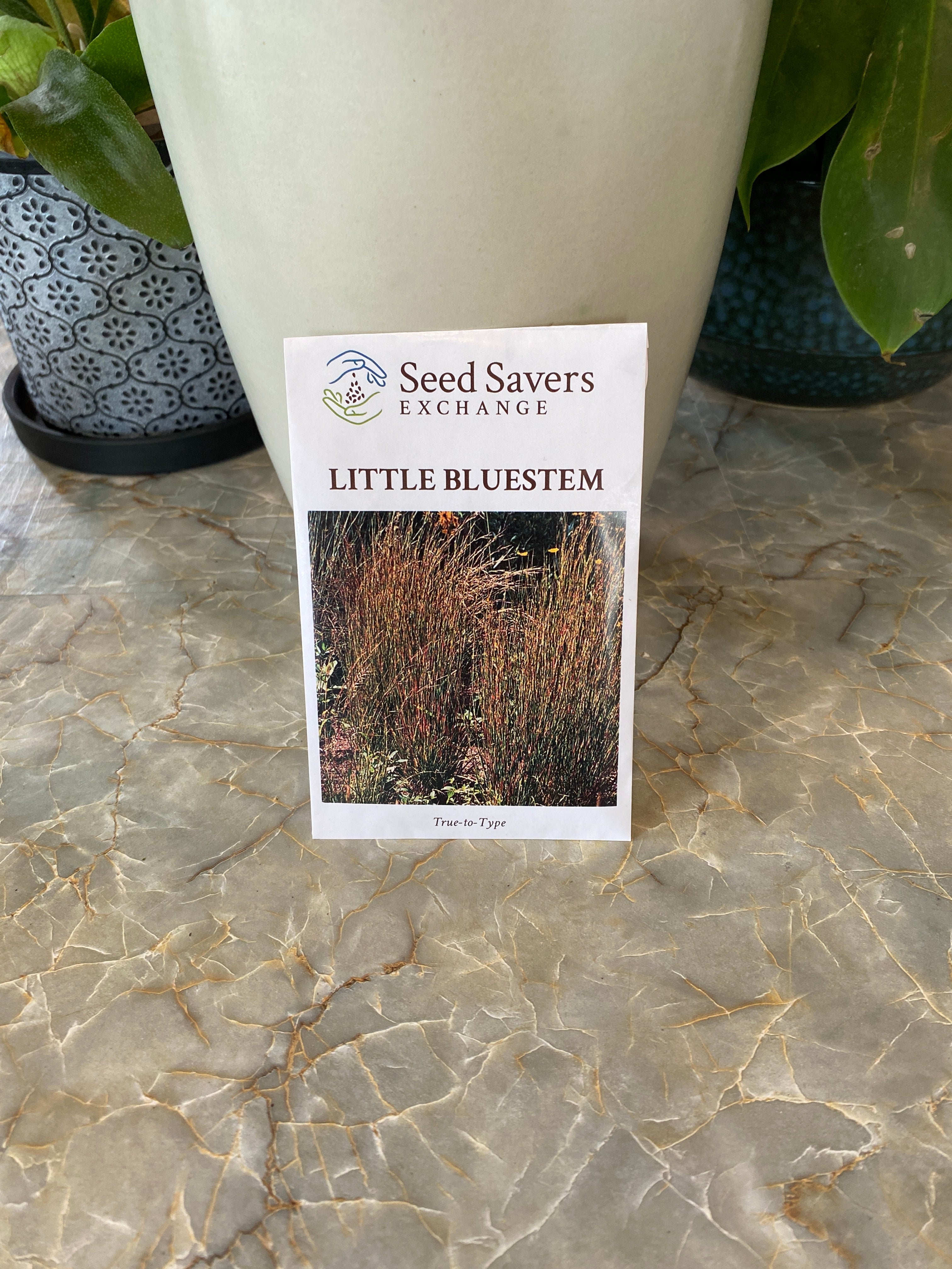 Little Bluestem Schizachyrium Scoparium