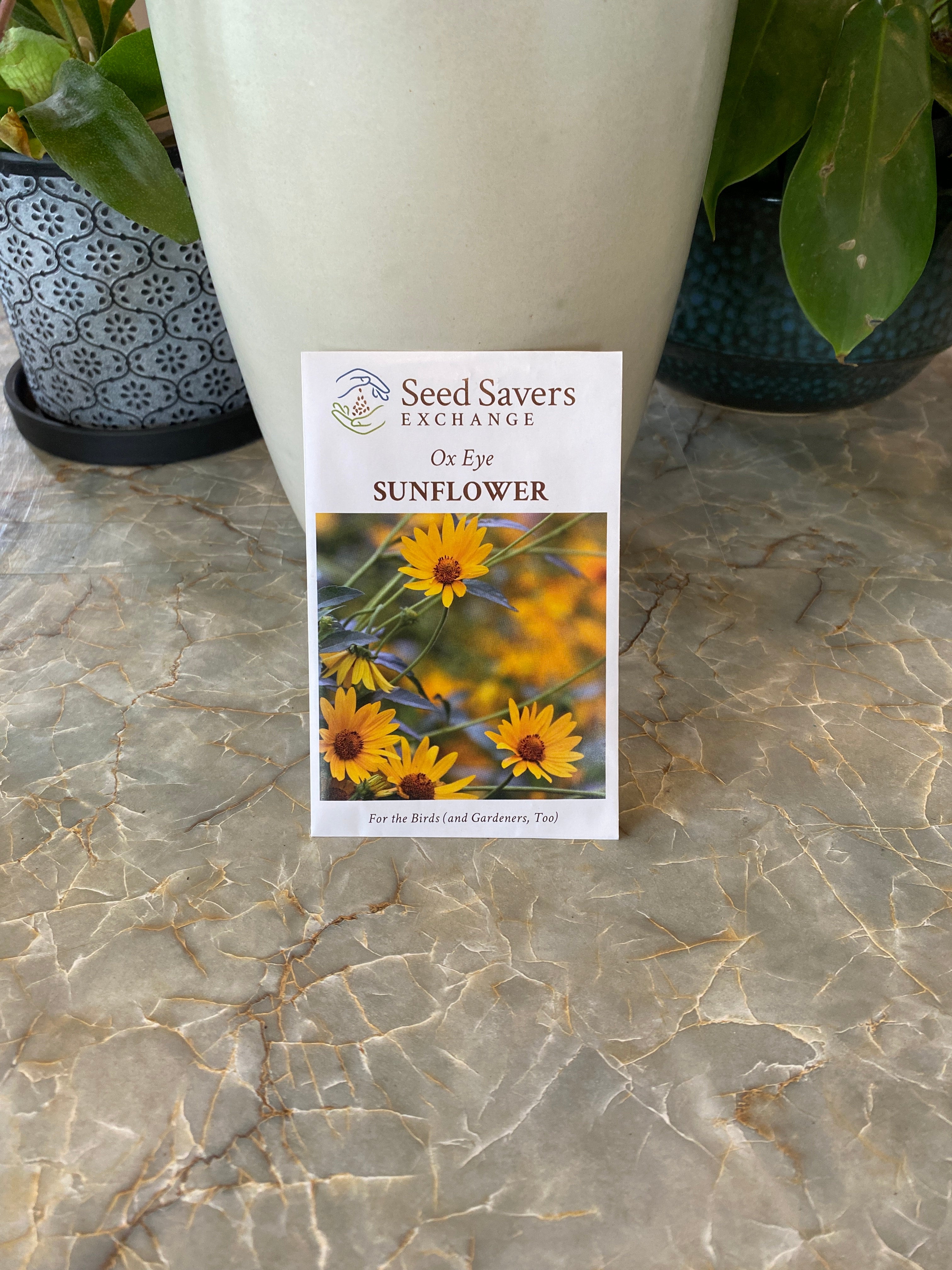 Ox Eye Sunflower Heliopsis Helianthoides