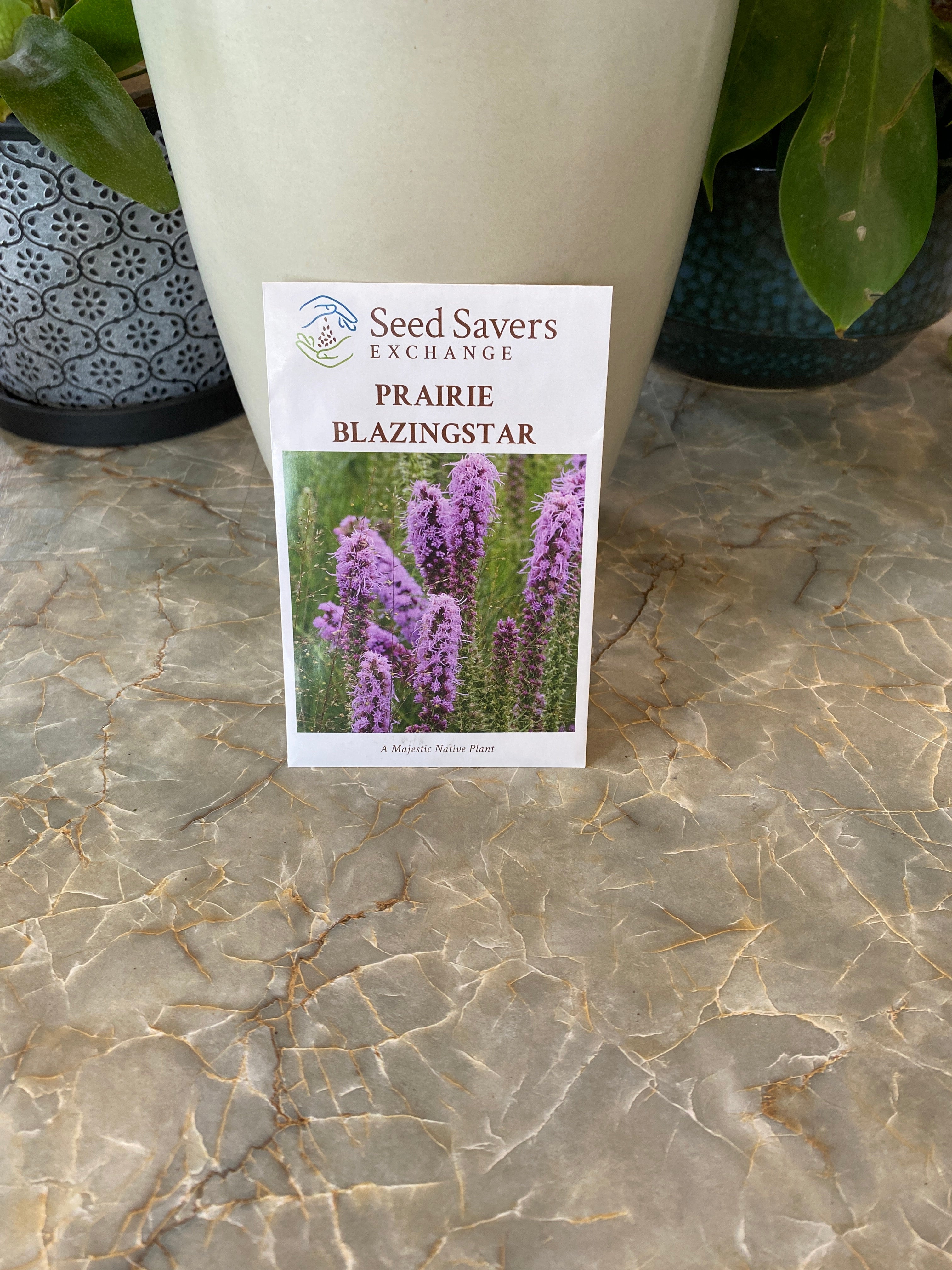 Prairie Blazingstar Liatris Pycnostachya