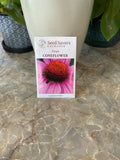 Purple Coneflower Echinacea Purpurea