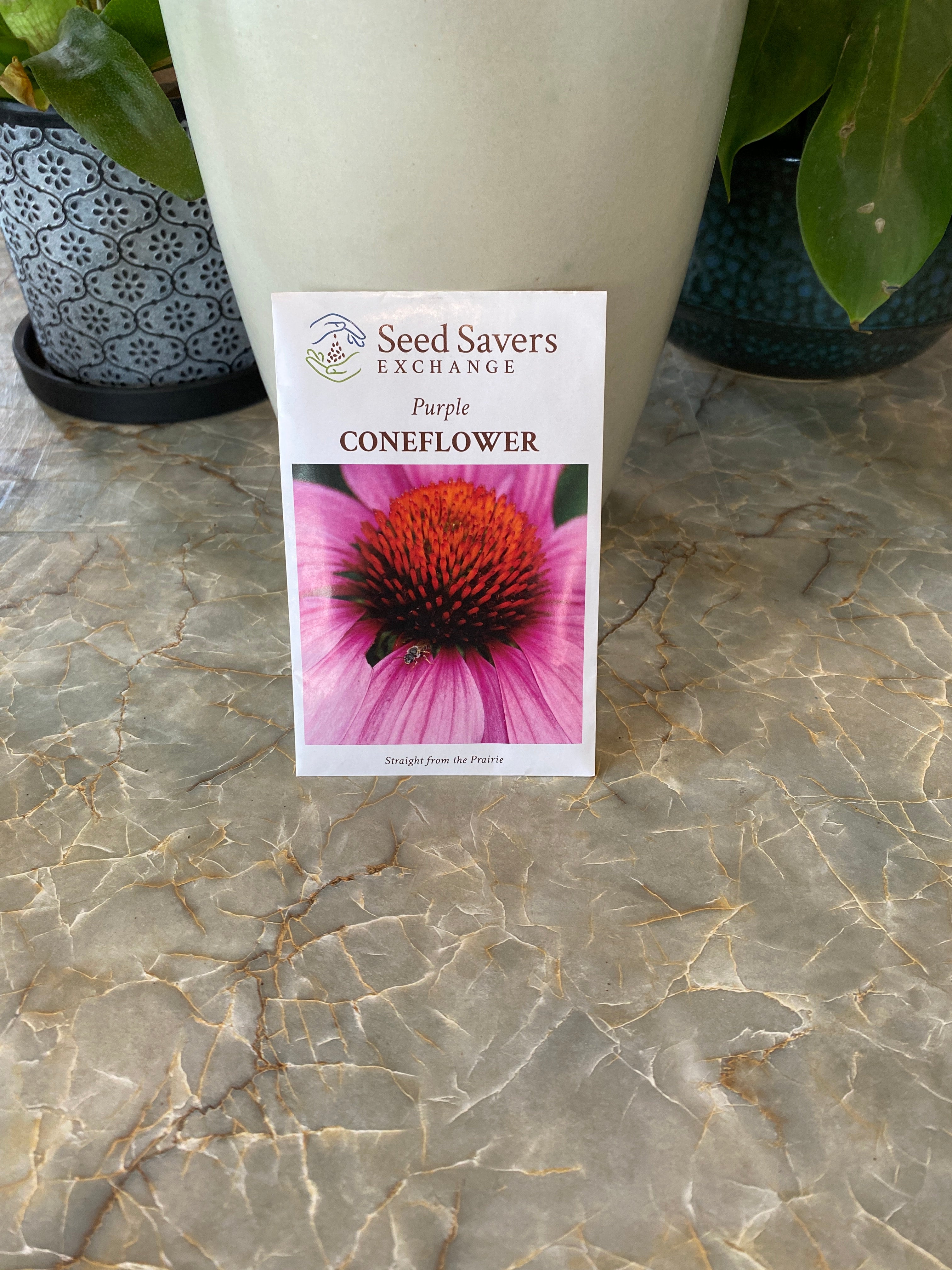 Purple Coneflower Echinacea Purpurea