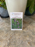 Purple Prairie Clover Dalea Purpurea