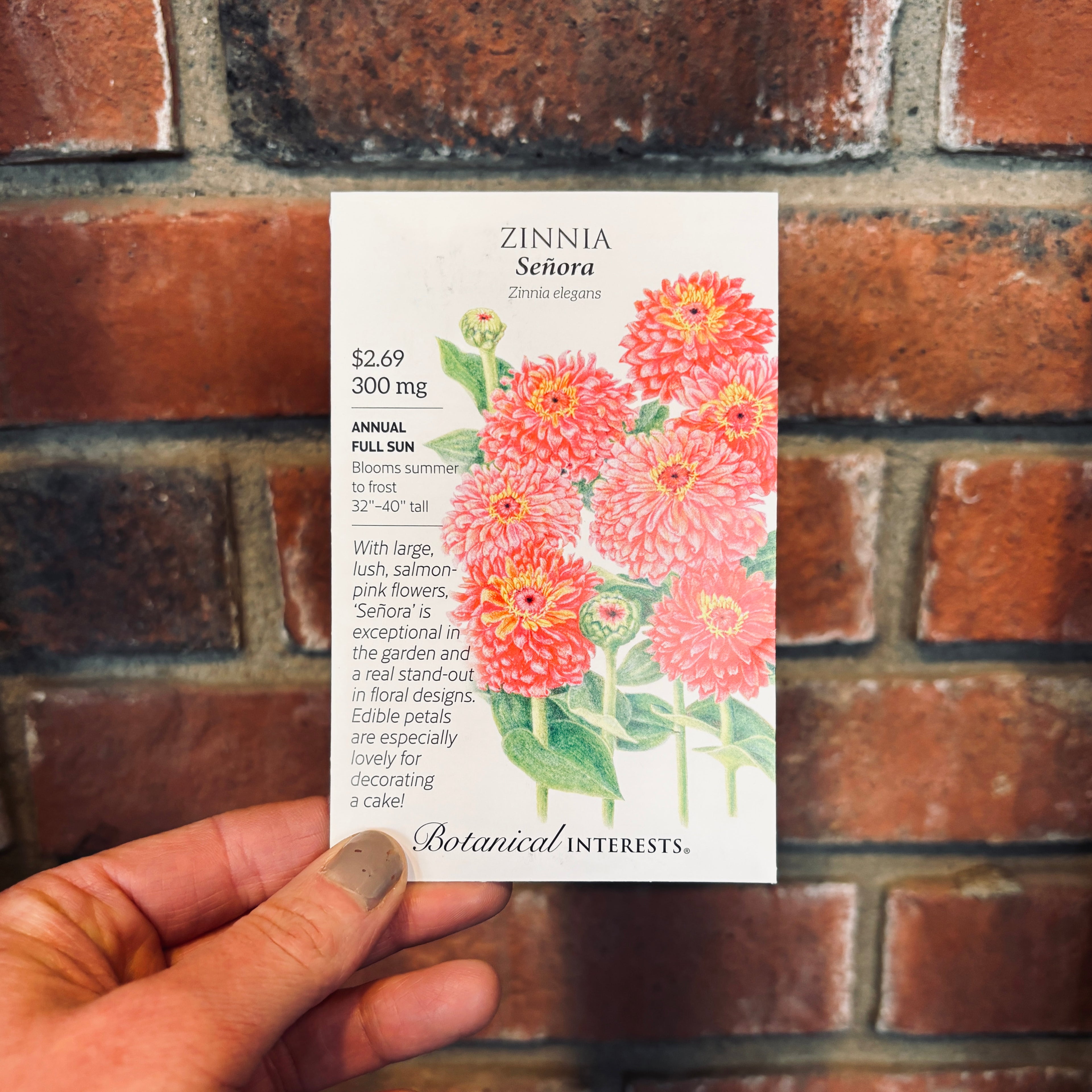 Zinnia 'señora'