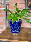 6" Cobalt Pot W/ Saucer