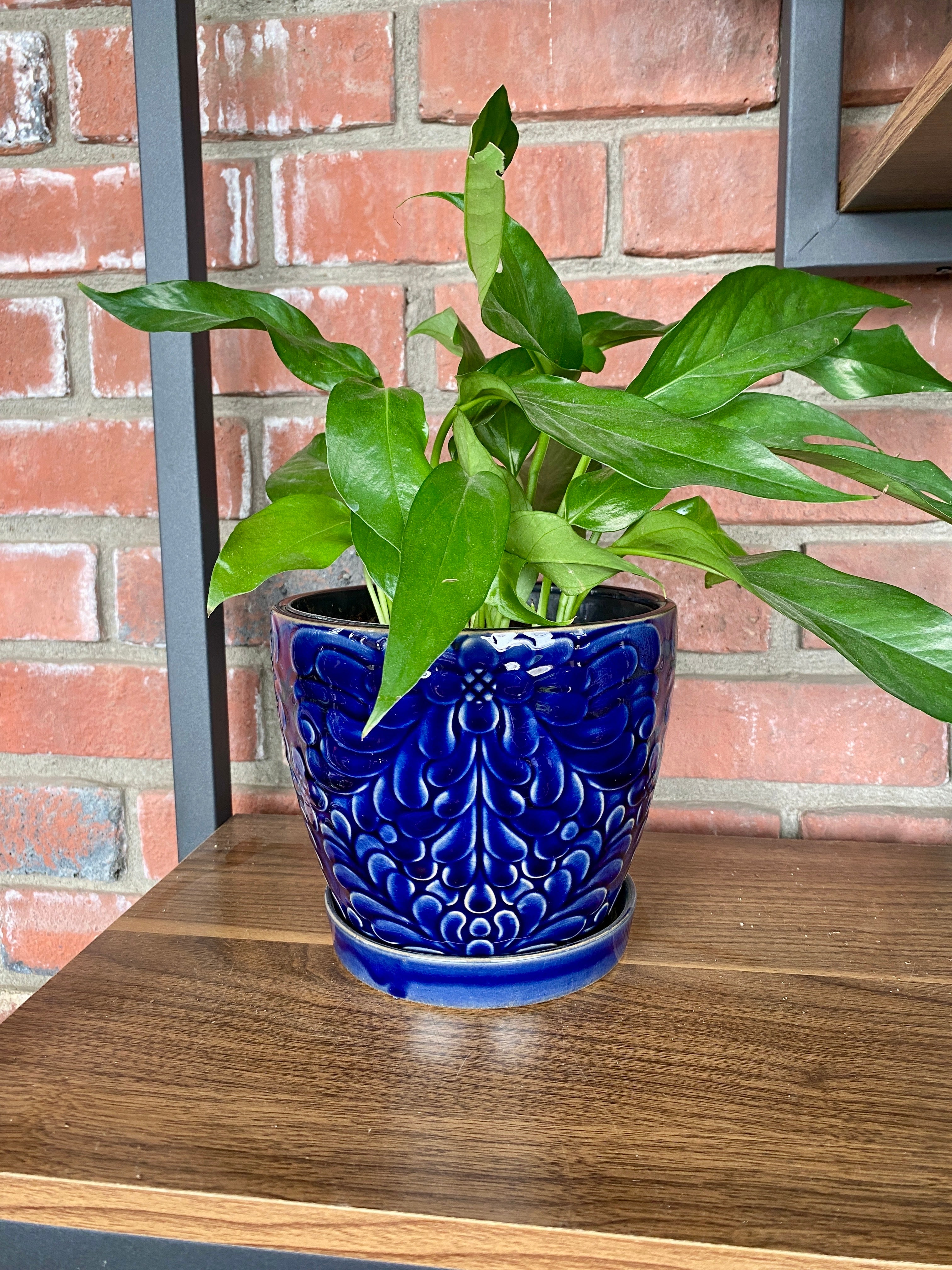 6" Cobalt Pot W/ Saucer