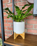 6" X 6.25" White Pot With Wood Stand