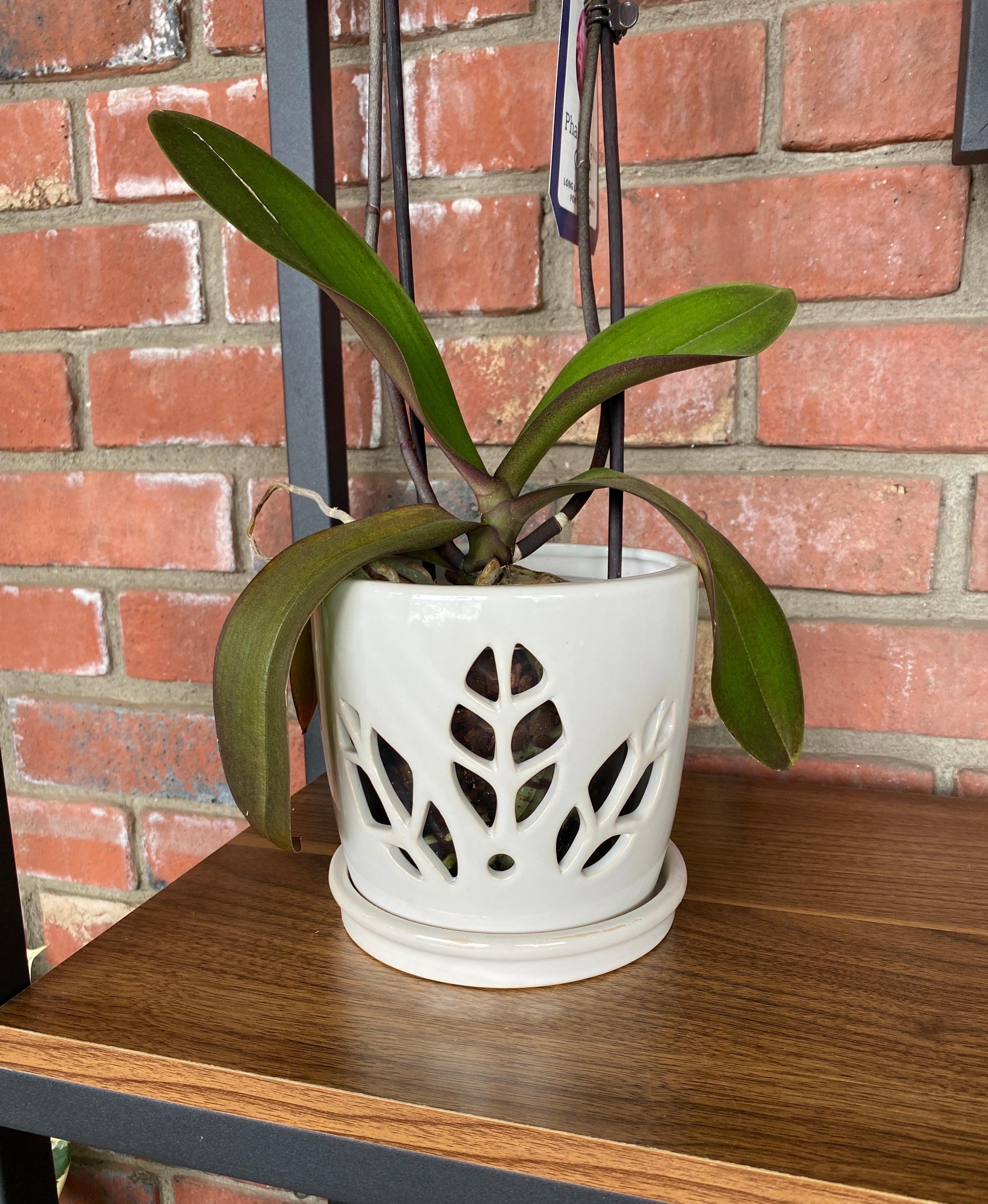 6" White Orchid Pot