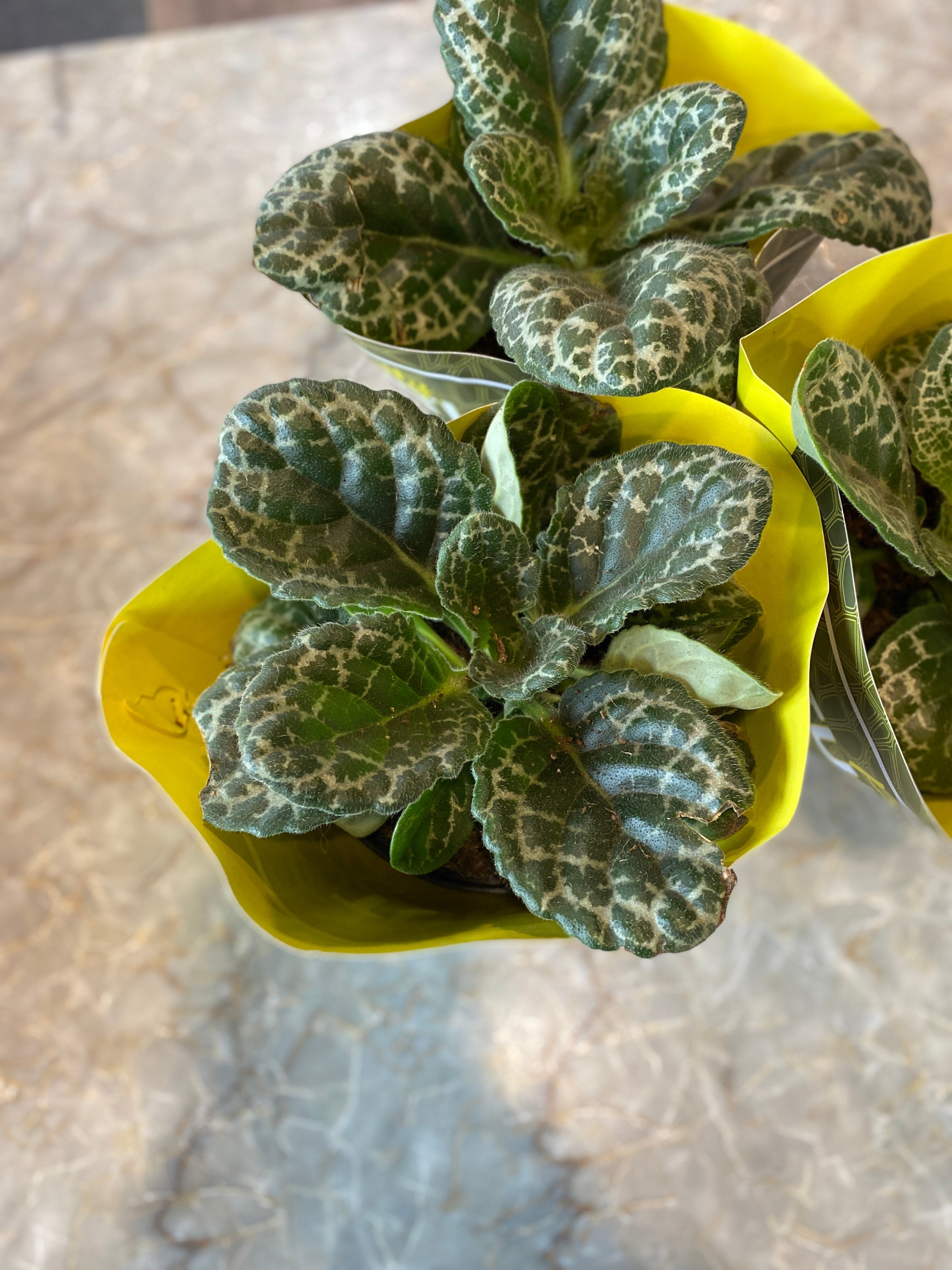 Streptocarpus Pretty Turtle