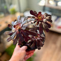 Aeonium Black Rose 6"