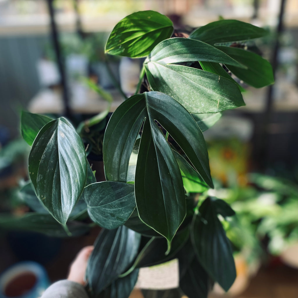Rhaphidophora Dragon Tail 6" - 4"