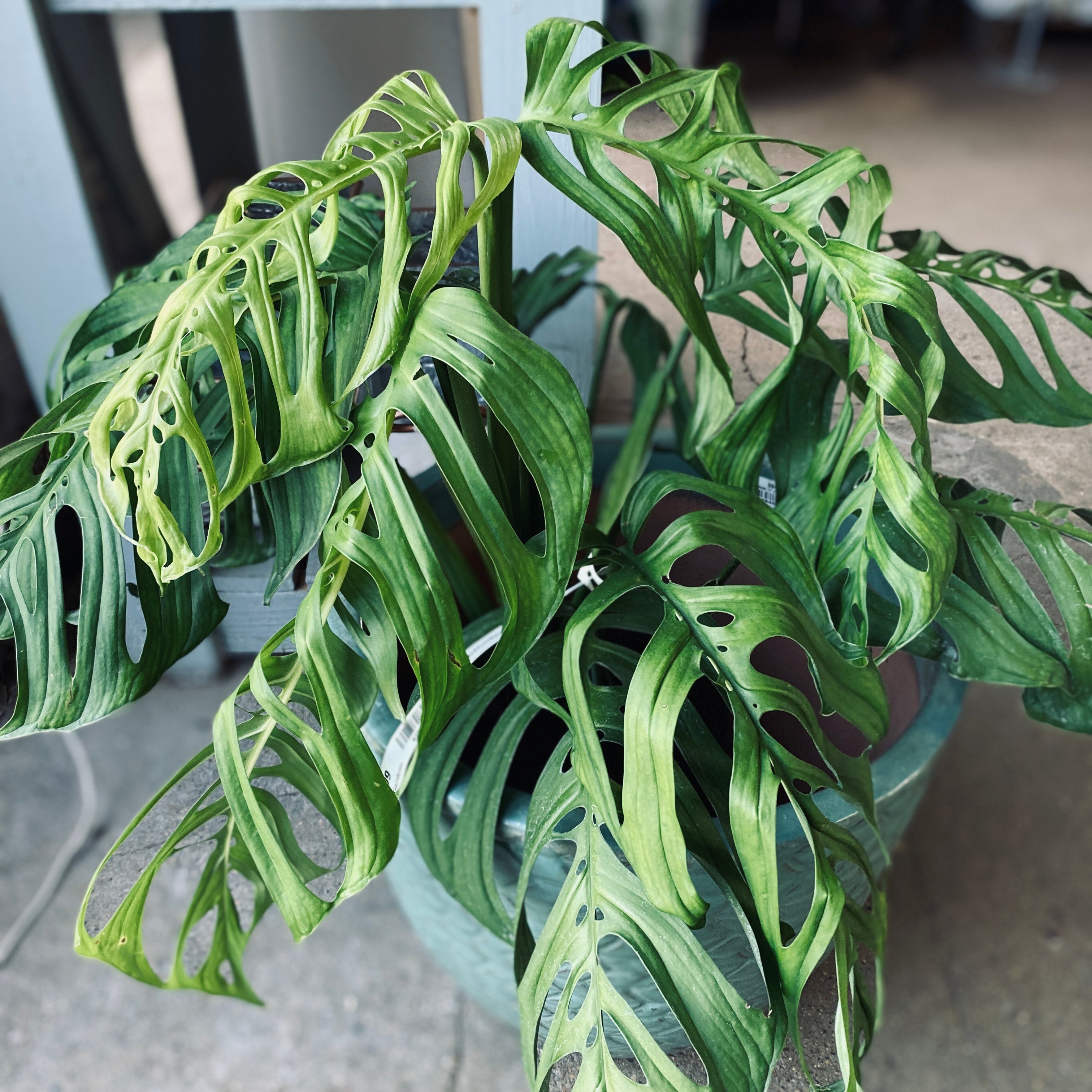 Philodendron/Monstera Esqueleto 10"