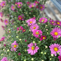Mammoth Lavender Daisy Mum