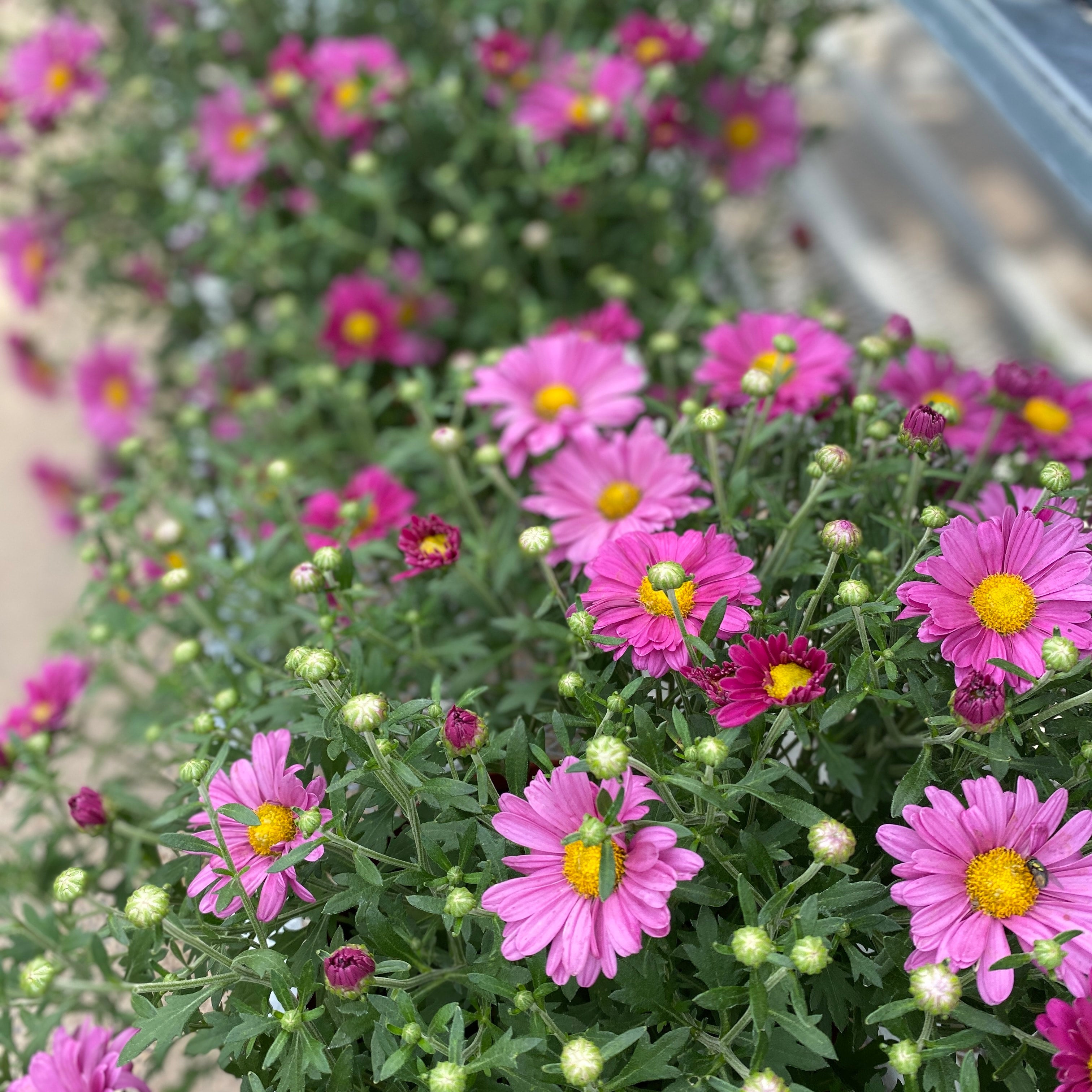 Mammoth Lavender Daisy Mum
