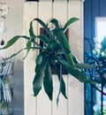 Staghorn Fern Plaque