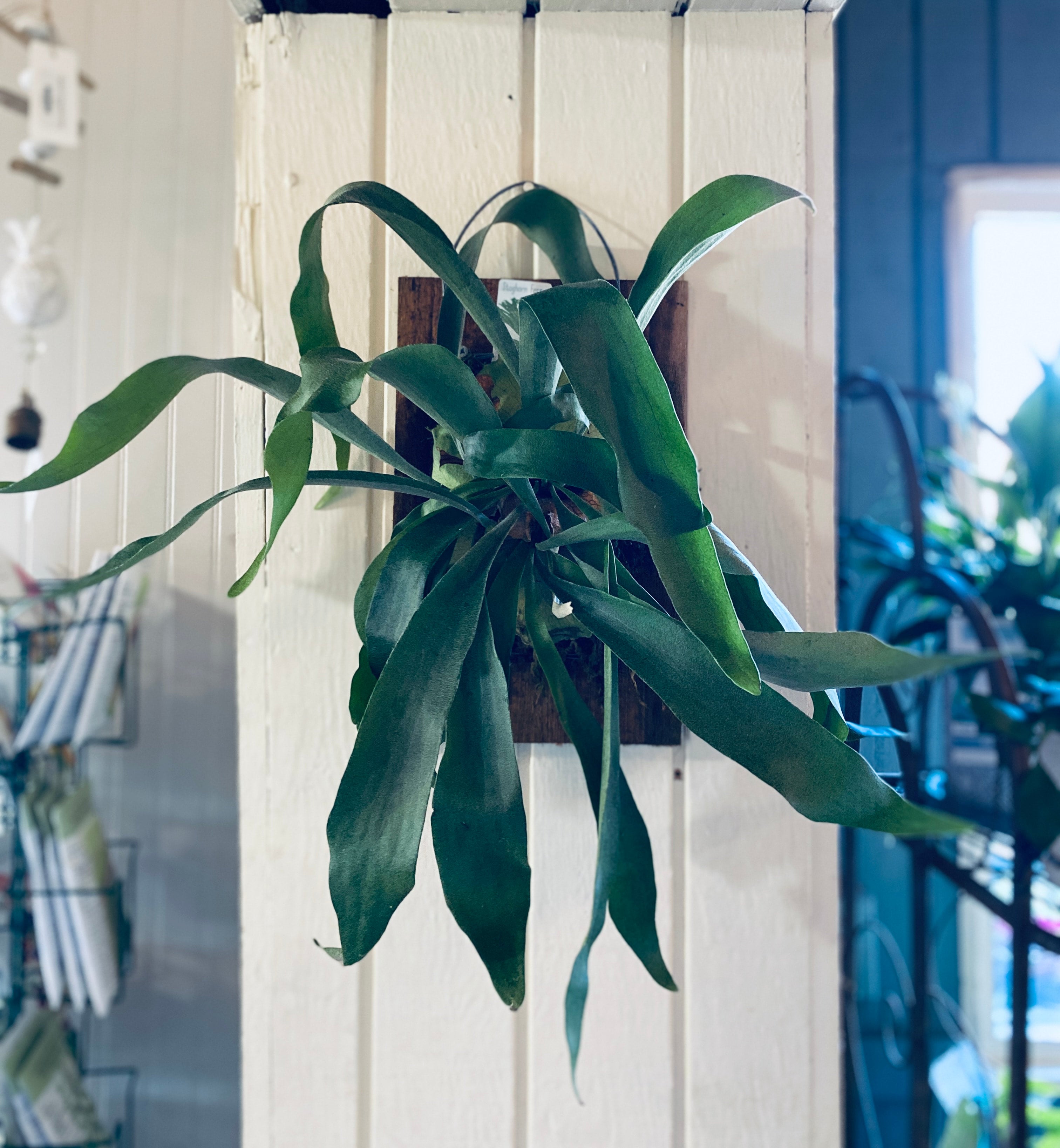 Staghorn Fern Plaque