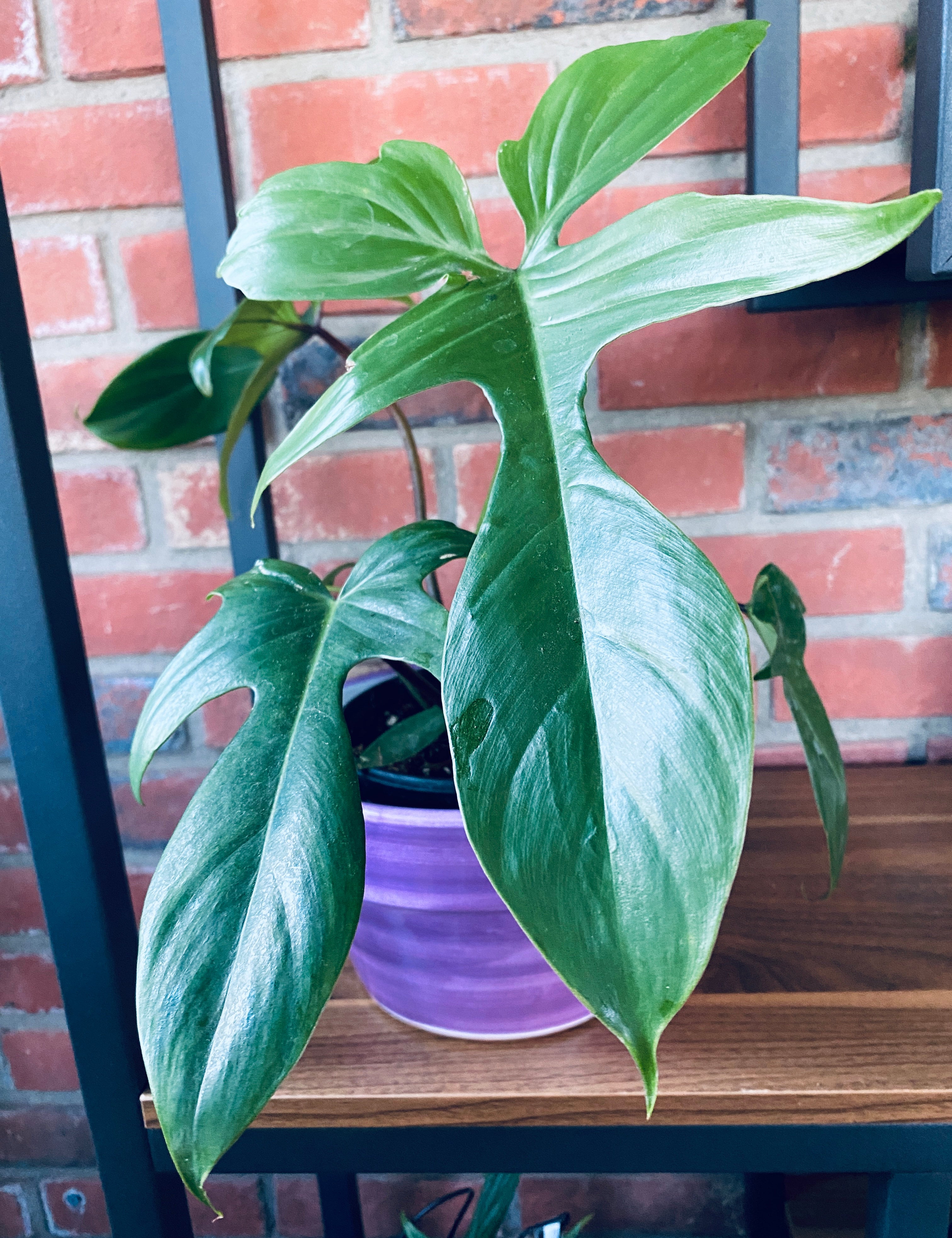 6" Philodendron Florida Green
