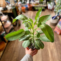 Succulent Mother Of 1000's - 6"