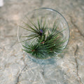 5" Glass Terrarium Bowl
