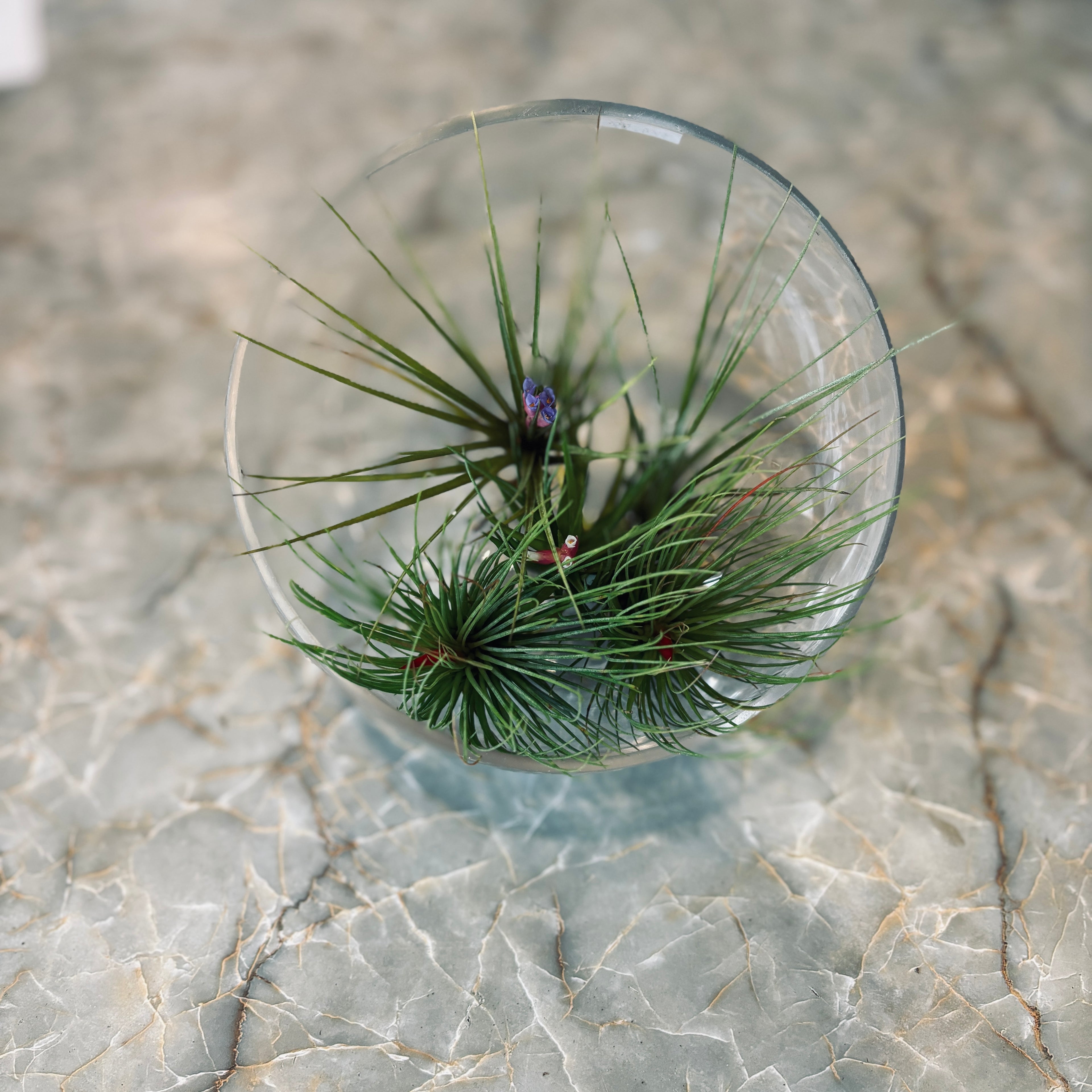 5" Glass Terrarium Bowl