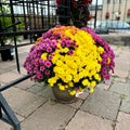 13" Tricolor Mum Patio Pot