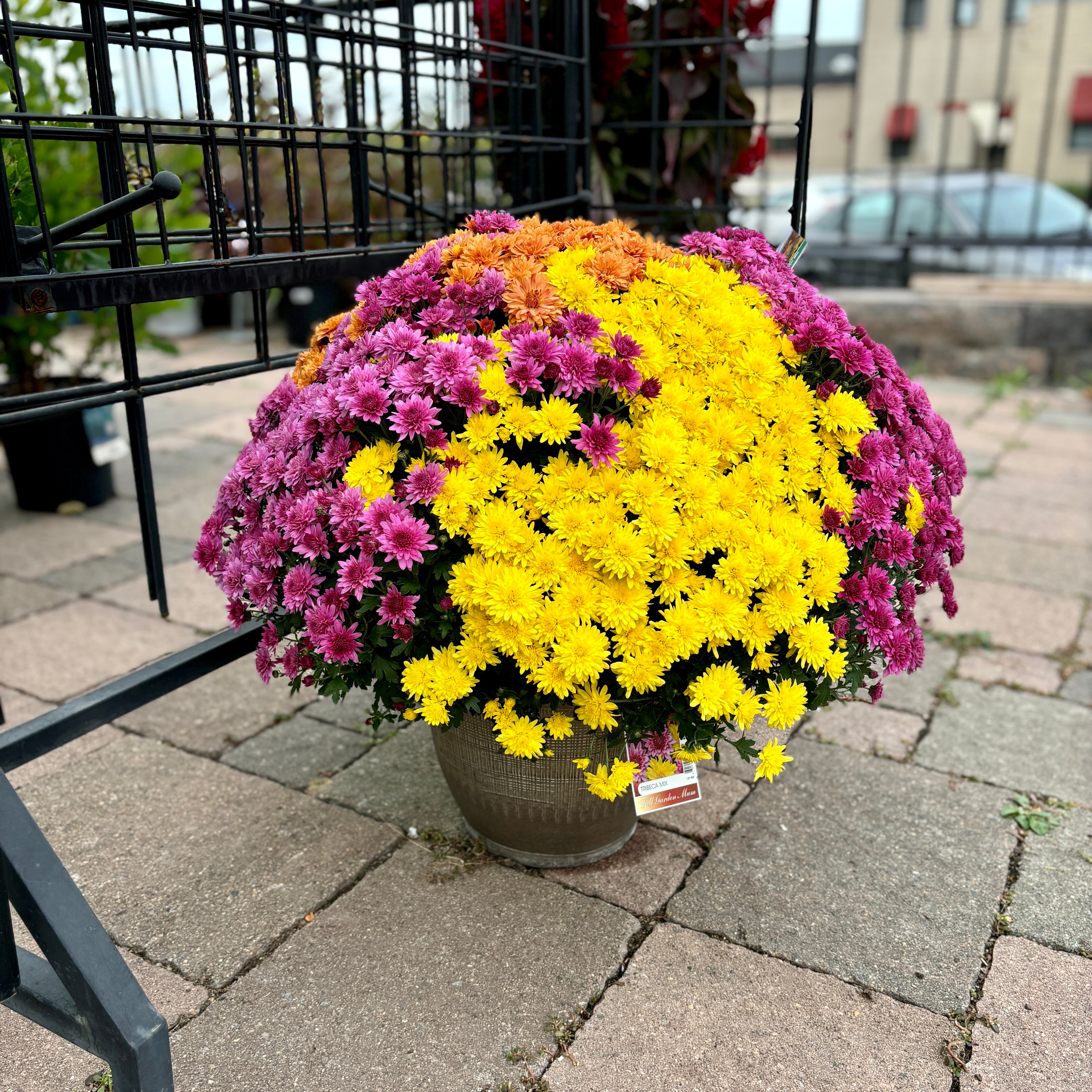 13" Tricolor Mum Patio Pot
