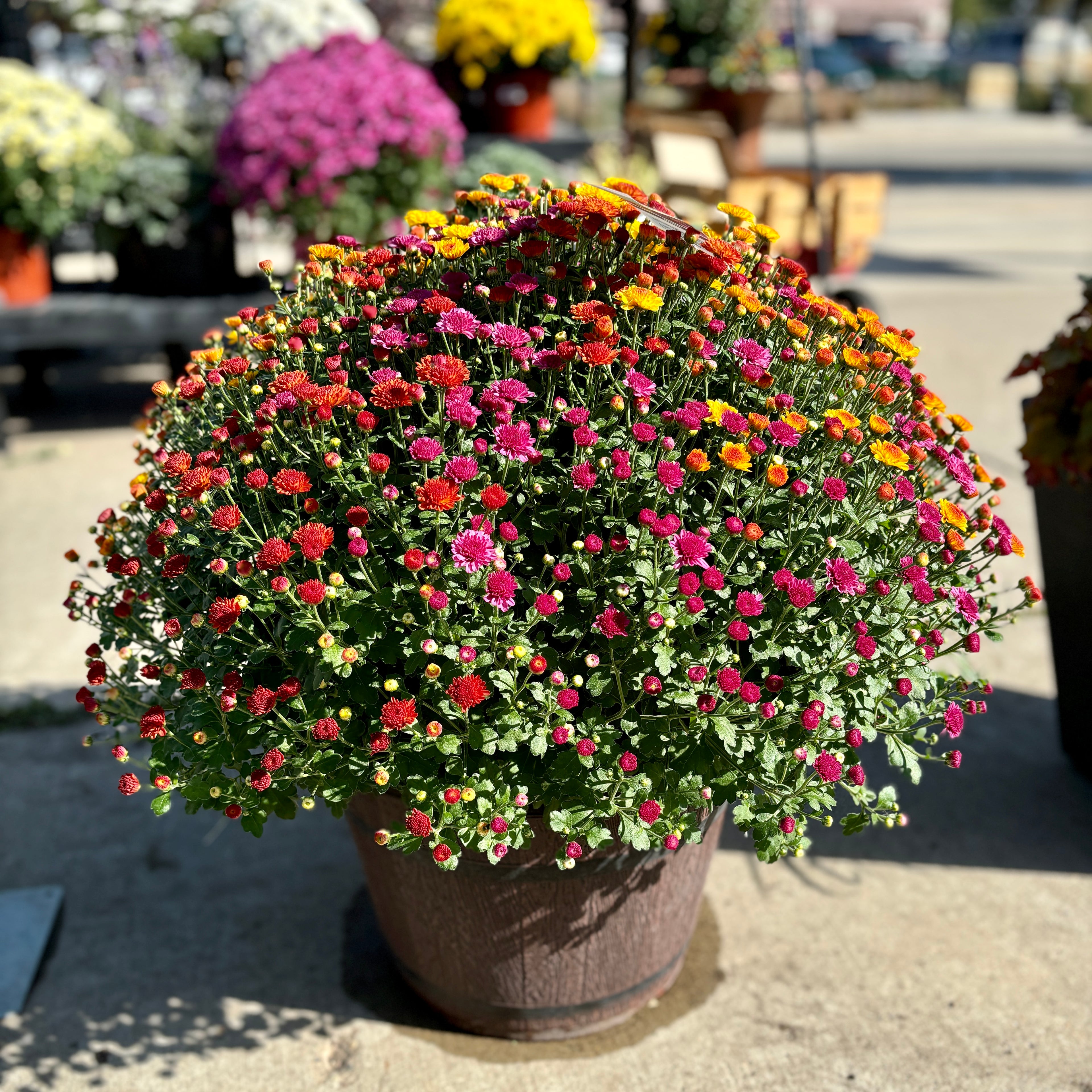 16" Tribeca Mix Annual Fall Mum