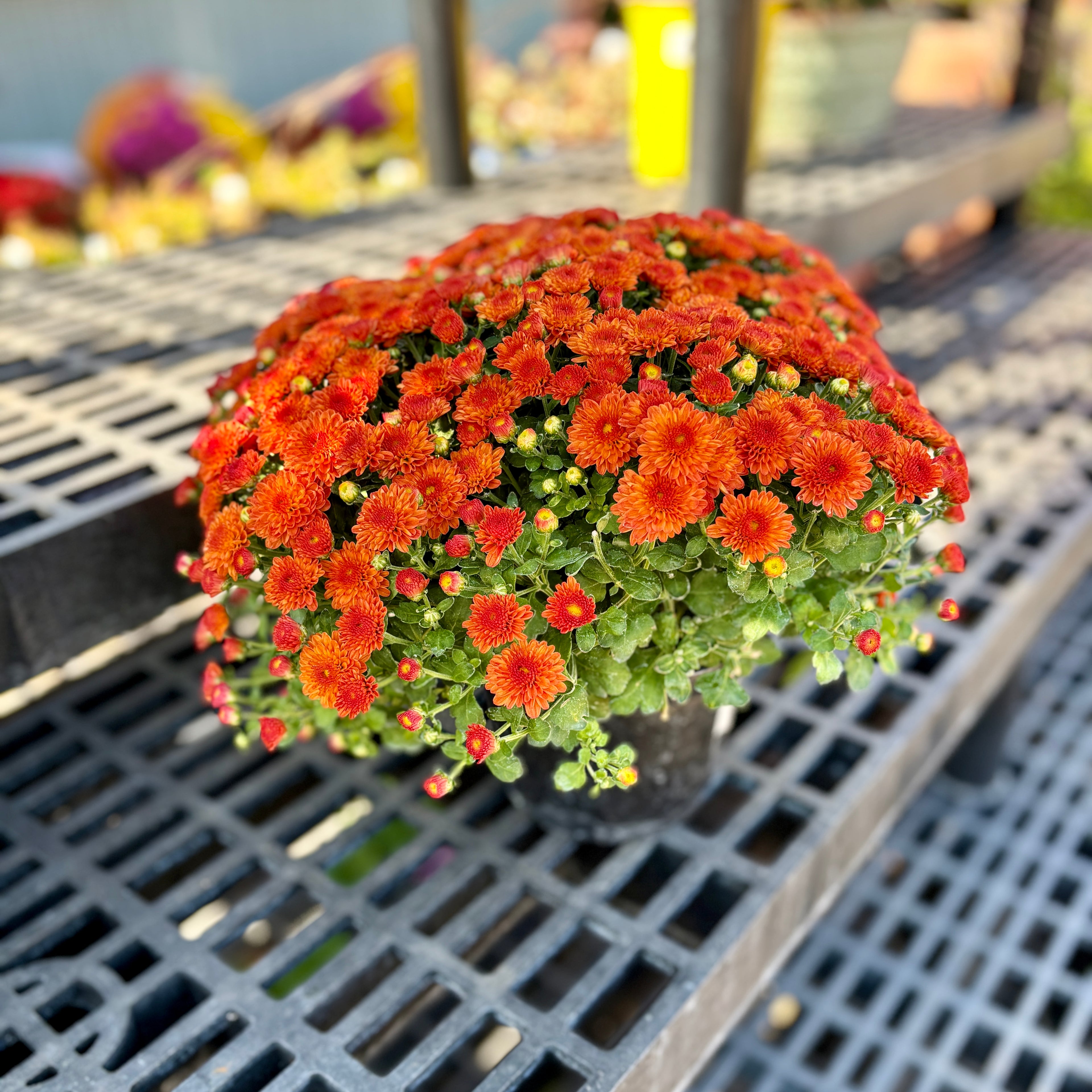 6" Bronze/Orange Annual Mum