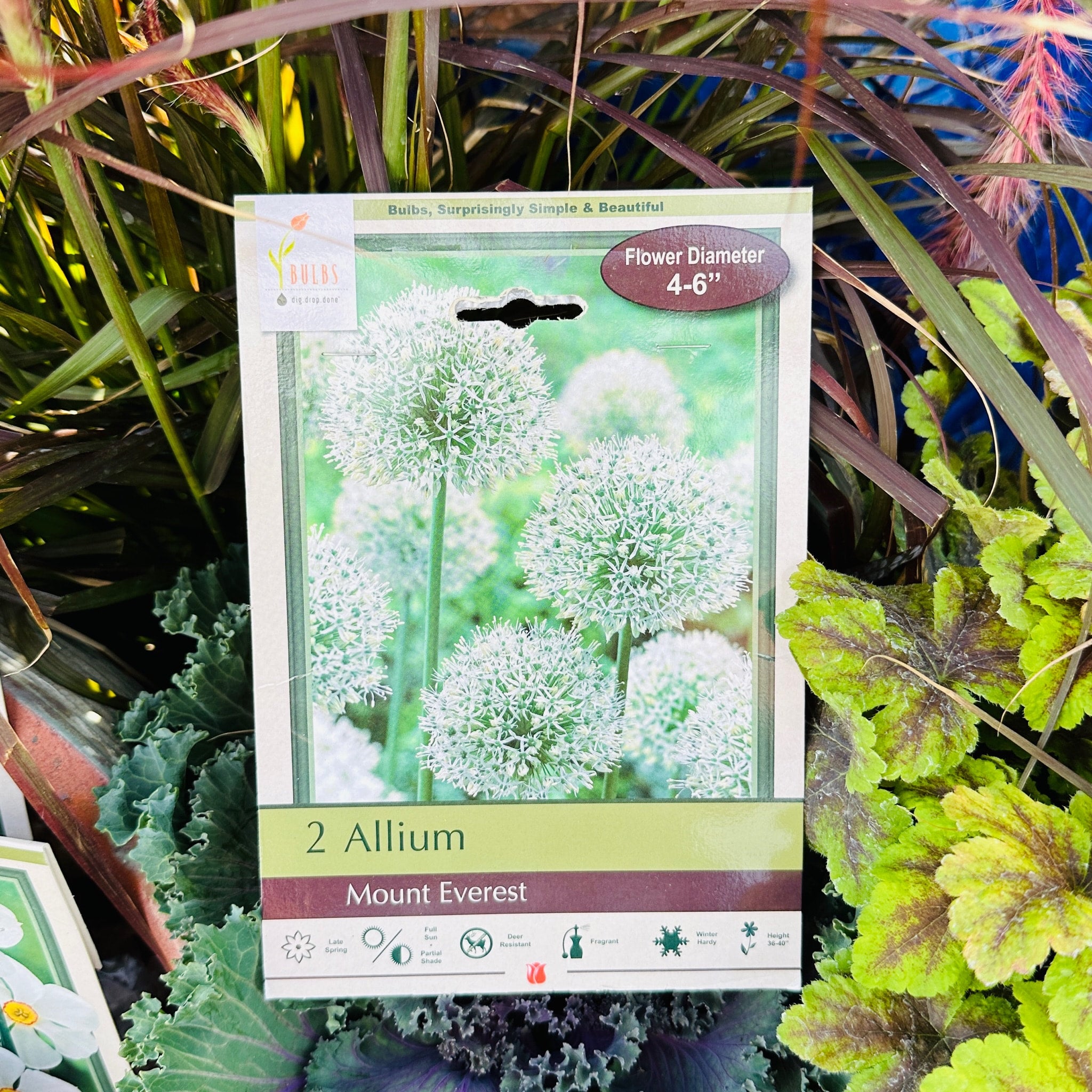 Allium Mount Everest