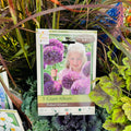 Giant Allium Pinball Wizard