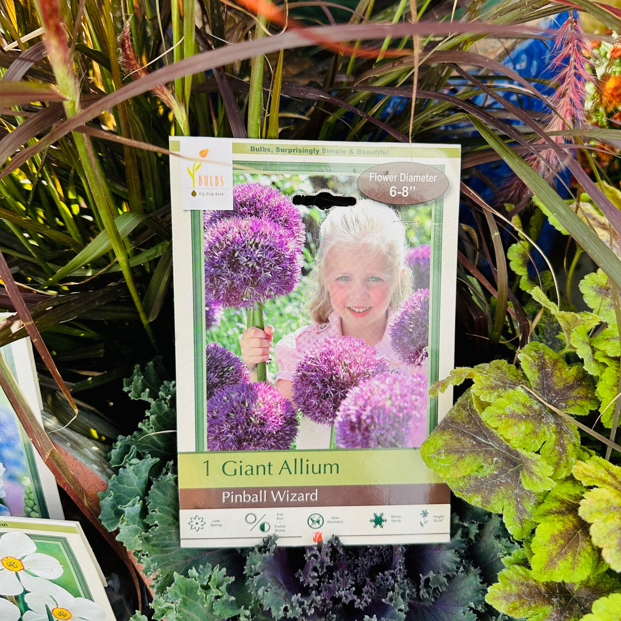 Giant Allium Pinball Wizard