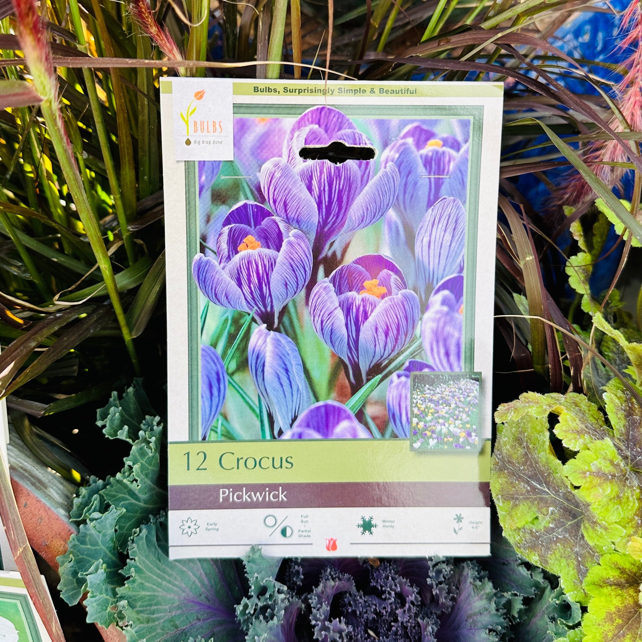 Crocus Pickwick