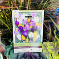 Crocus Large Flowering Mixture