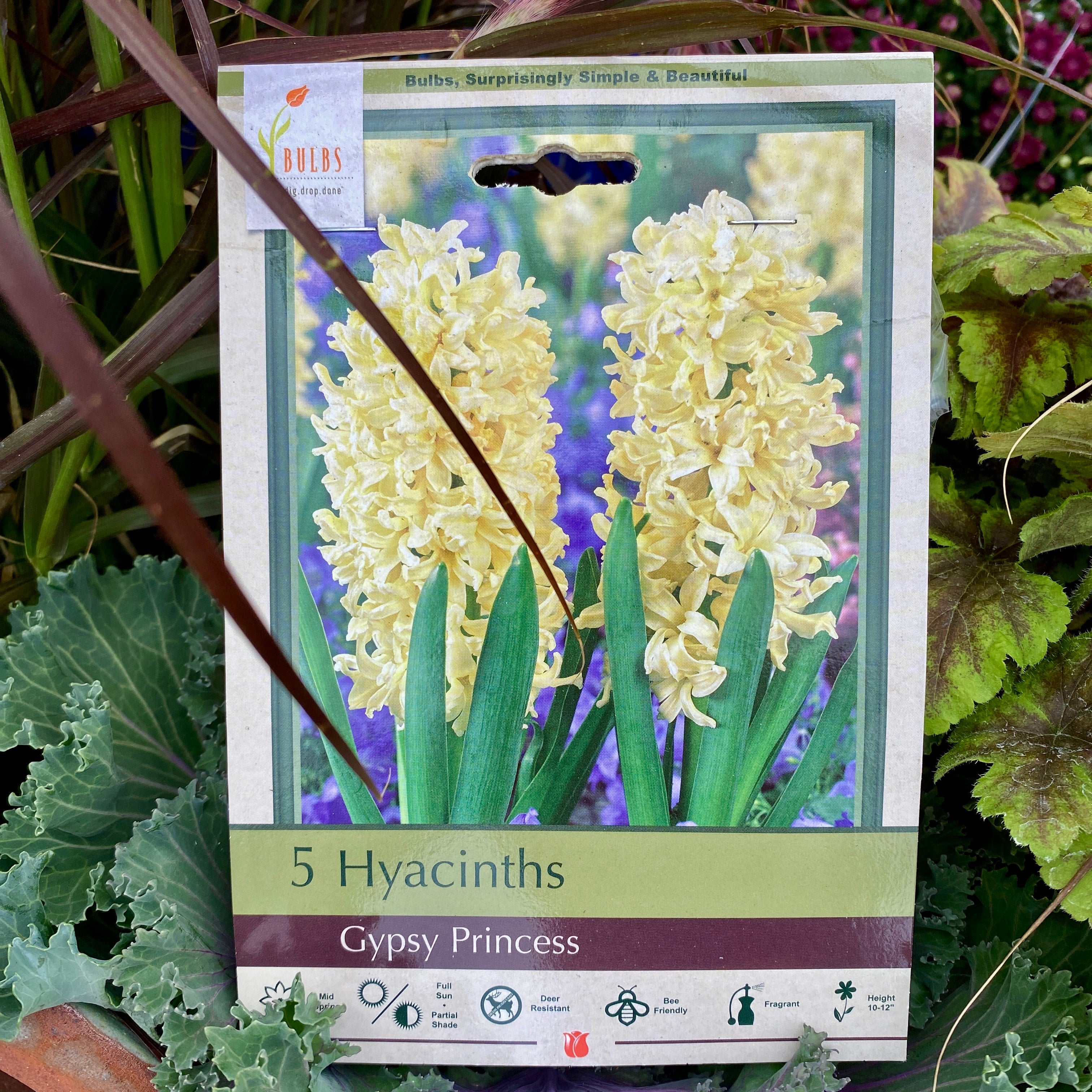 Hyacinth Gypsy Princess